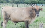 Animal do rebanho da fazenda Santo Augusto