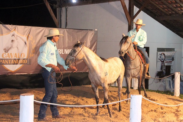 Cavalo Pantaneiro - Raça se adaptou ao Pantanal - MS Por Favor